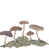 Mushrooms Chigiri-e Art print by Japanese artist Noriko Matsubara